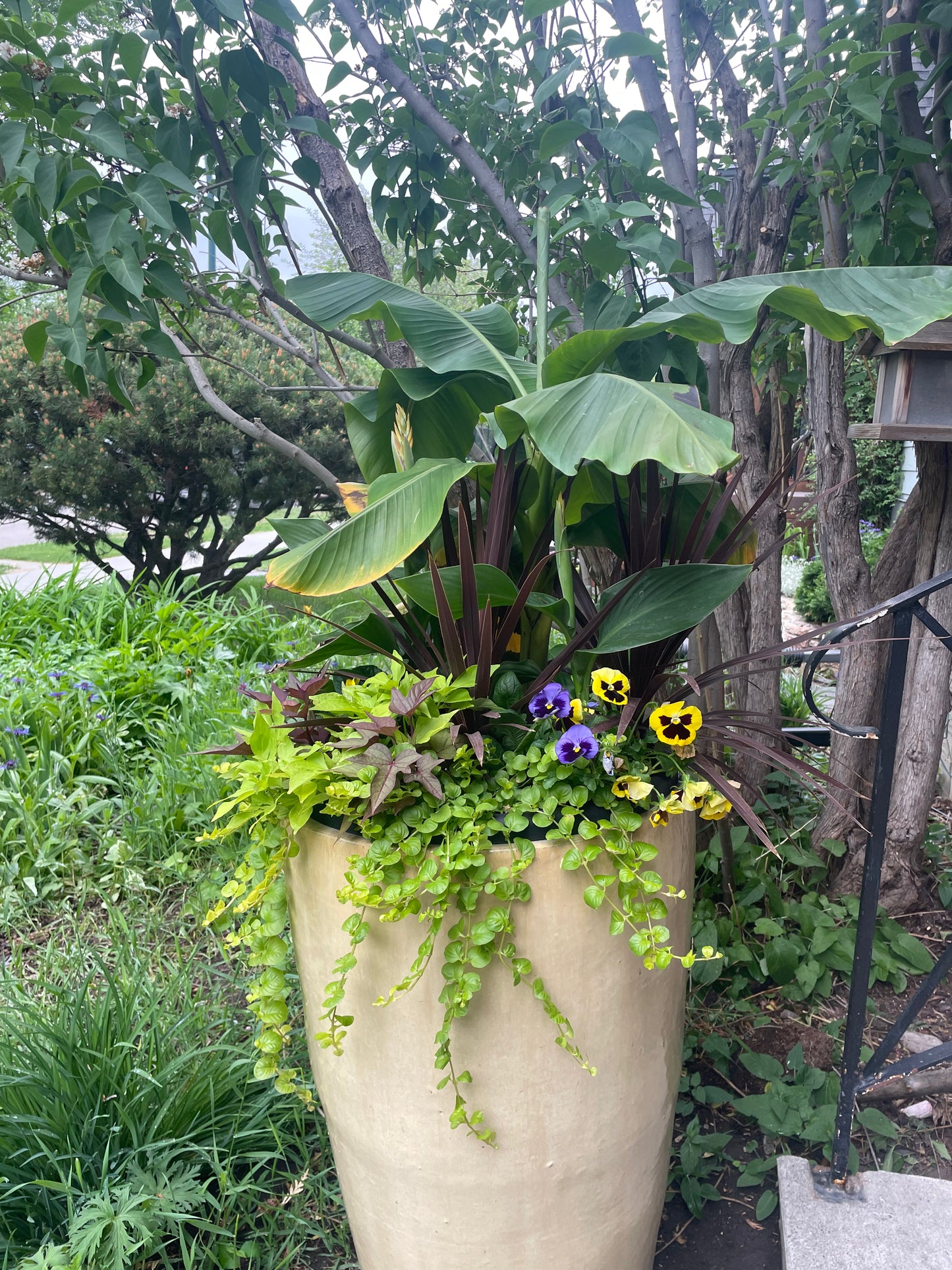 Seasonal Planter Designers Choice